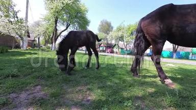 春天。一匹马和一匹小马驹在村子里吃草。